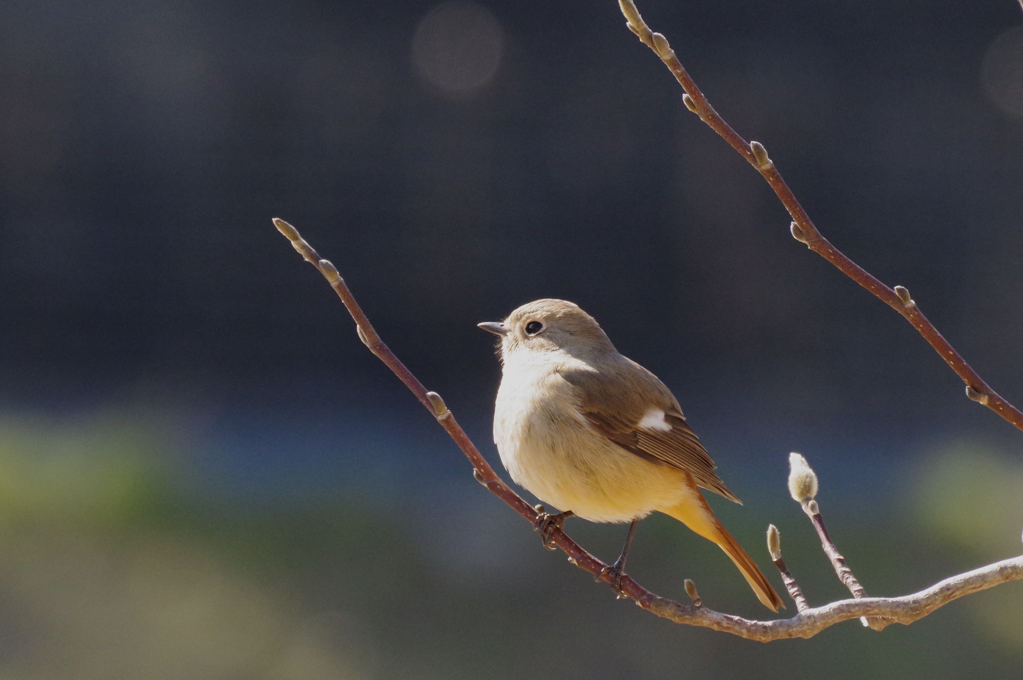 Photo of Daurian Redstart at 大栗川 by SPR