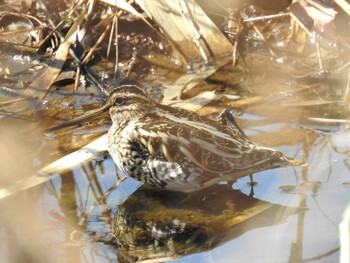 2022年2月23日(水) 新横浜公園の野鳥観察記録