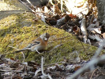 2022年2月23日(水) 早戸川林道の野鳥観察記録