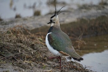 2022年2月23日(水) 潟ノ内(島根県松江市)の野鳥観察記録