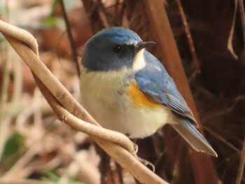 2022年2月23日(水) 片倉城跡公園の野鳥観察記録