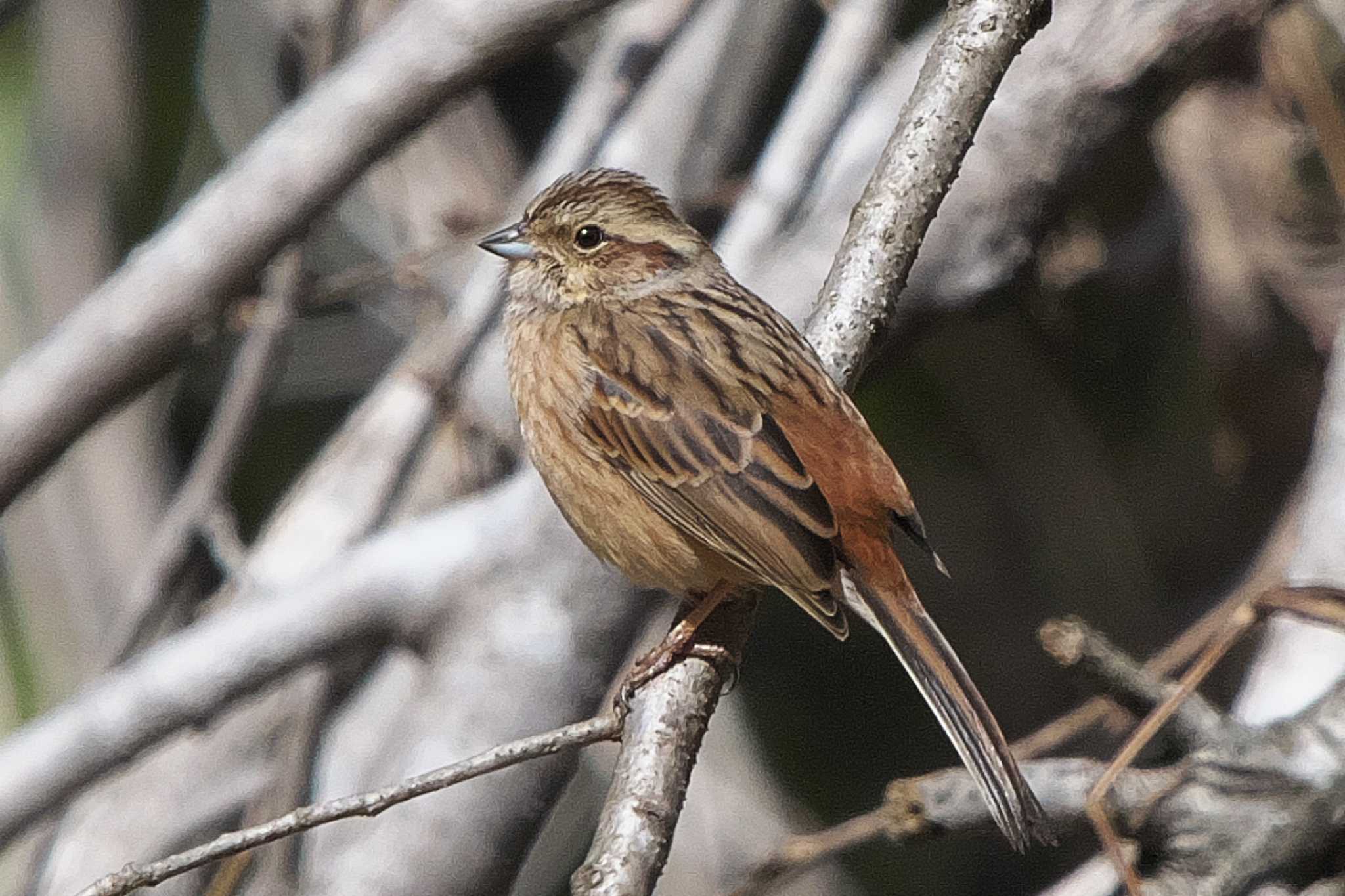 Meadow Bunting