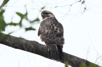 2022年2月23日(水) 池子の森自然公園の野鳥観察記録