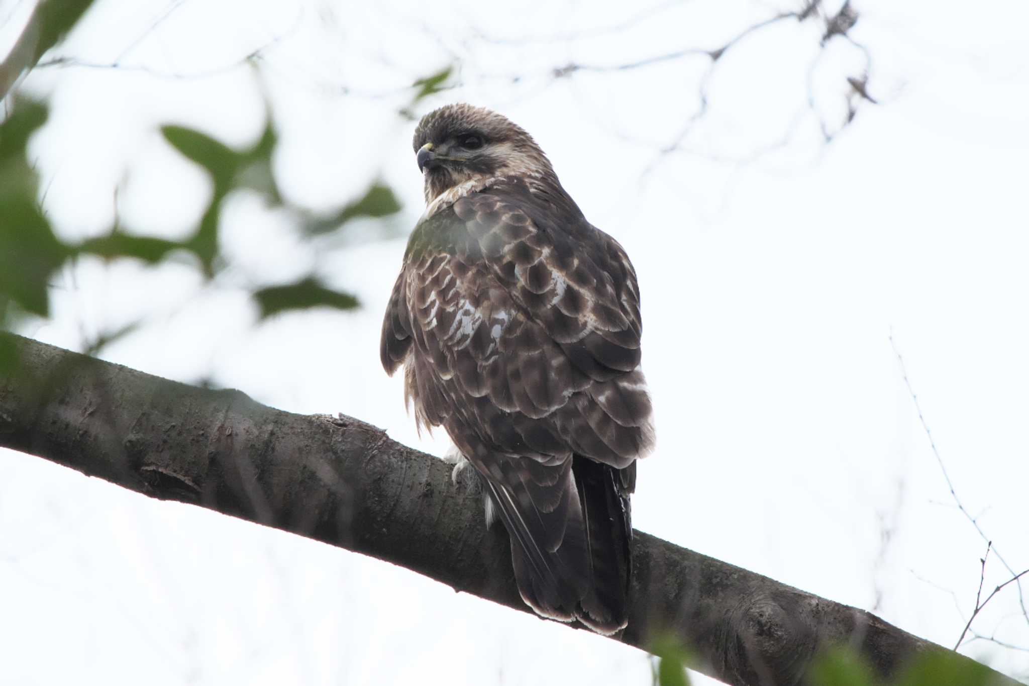 Eastern Buzzard