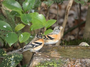 Brambling Kyoto Gyoen Wed, 2/23/2022