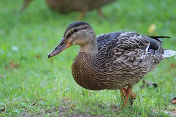 マガモ 江別市 2017年9月8日(金)