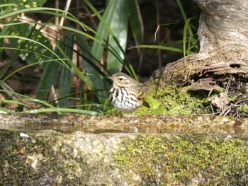 Olive-backed Pipit Kyoto Gyoen Wed, 2/23/2022