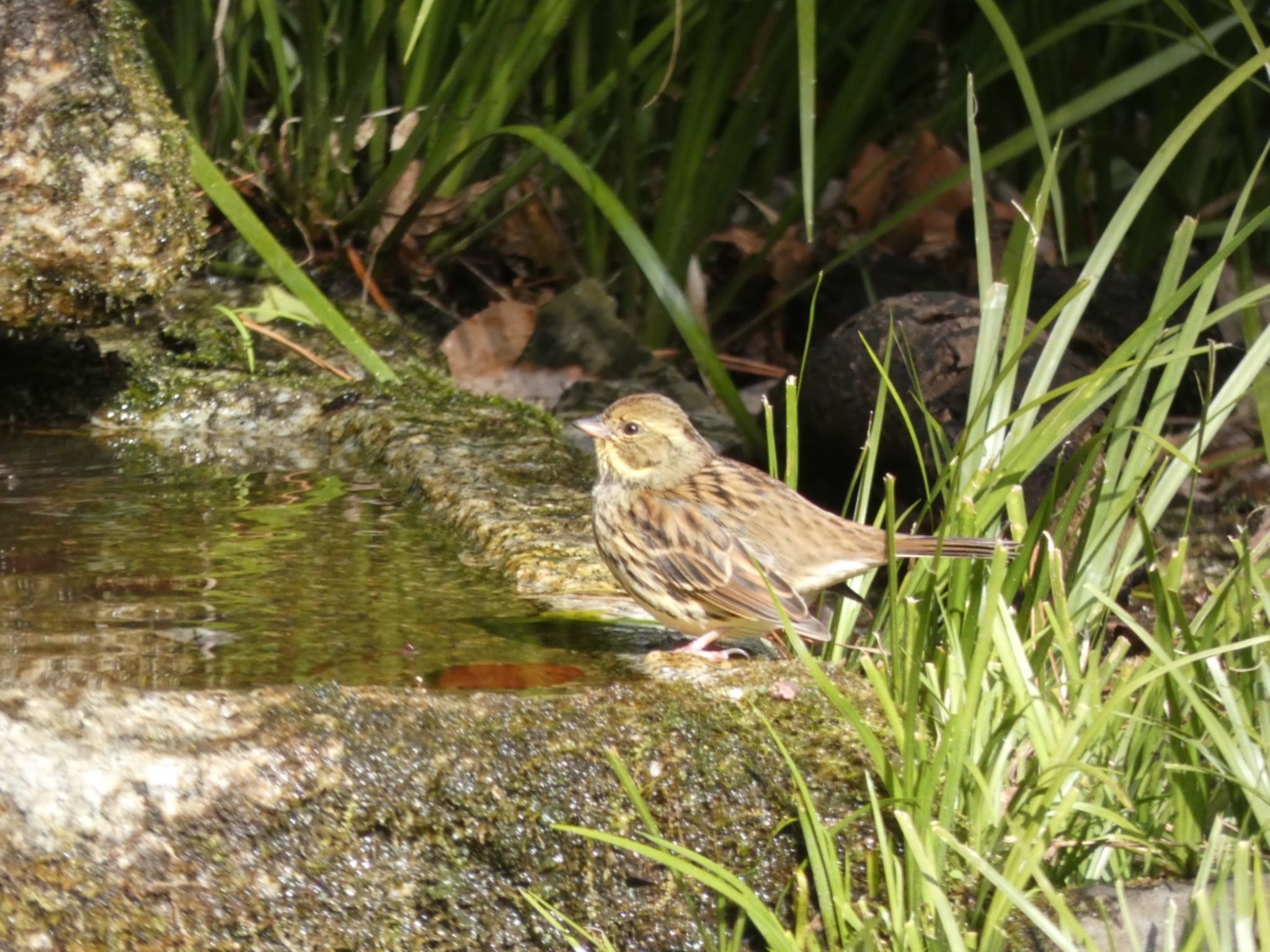 Photo of Masked Bunting at Kyoto Gyoen by サンダーバード