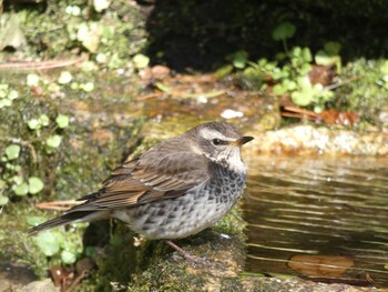 Dusky Thrush Kyoto Gyoen Wed, 2/23/2022