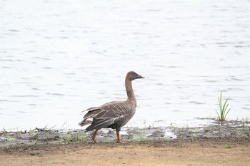 Tundra Bean Goose Lake Utonai Thu, 8/24/2017