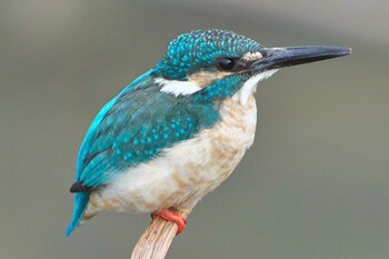 2022年2月23日(水) 加古川市の野鳥観察記録