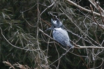 Crested Kingfisher 岡山県 Unknown Date