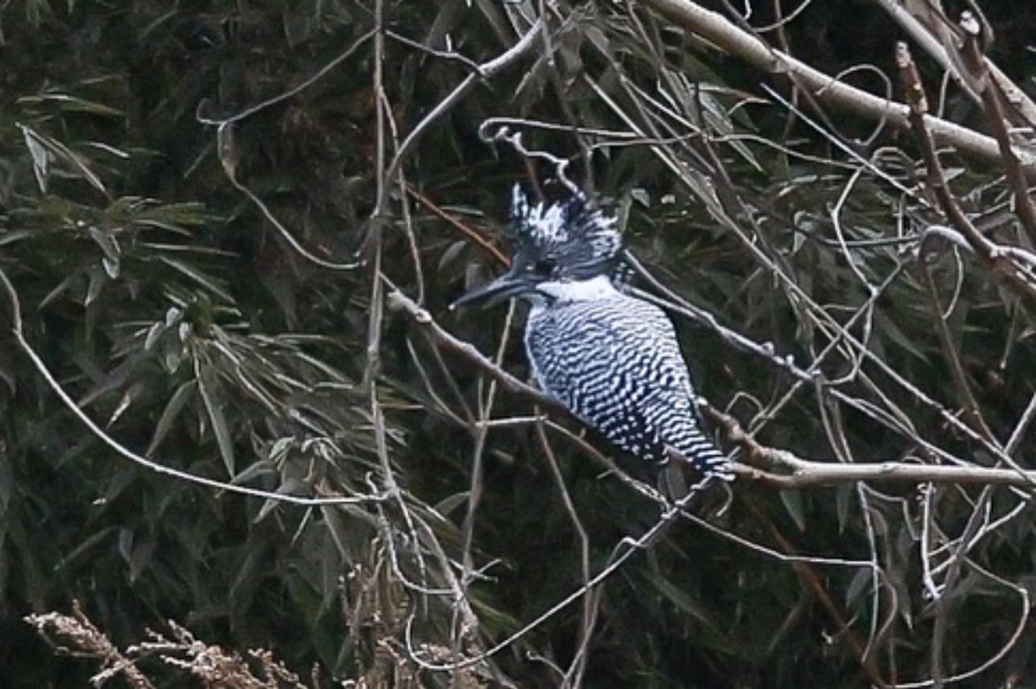 Photo of Crested Kingfisher at 岡山県 by H.NAKAMURA