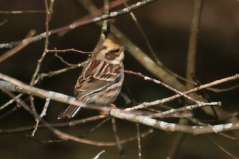 Yellow-throated Bunting 岡山県 Wed, 2/23/2022