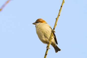 Russet Sparrow 岡山県岡山市 Wed, 2/23/2022