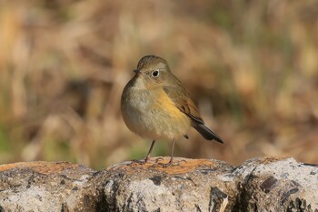 Red-flanked Bluetail 岡山県 Wed, 2/23/2022