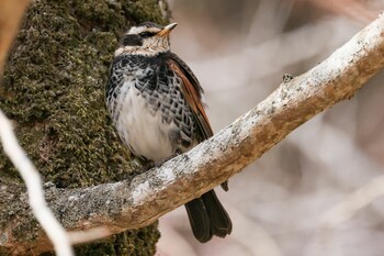 Dusky Thrush 岡山県岡山市 Wed, 2/23/2022