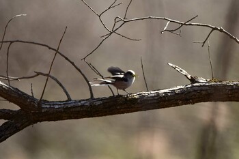 2022年2月18日(金) 北本自然観察公園の野鳥観察記録