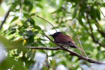 Black Paradise Flycatcher Unknown Spots Sat, 9/23/2017