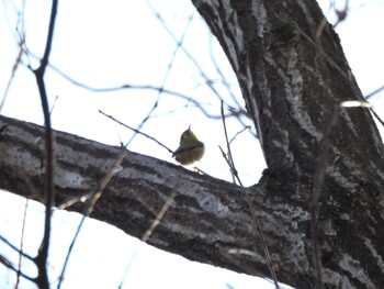 Warbling White-eye 小山内裏公園 Sat, 2/12/2022