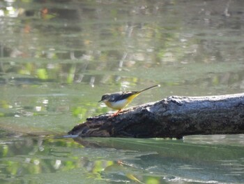 Grey Wagtail 小山内裏公園 Sat, 2/12/2022