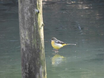 Grey Wagtail 小山内裏公園 Sat, 2/12/2022