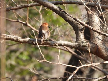 モズ 小山内裏公園 2022年2月12日(土)