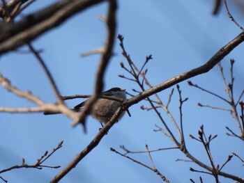 Long-tailed Tit 小山内裏公園 Sat, 2/12/2022