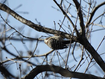 Japanese Pygmy Woodpecker 小山内裏公園 Sat, 2/12/2022