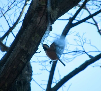 Wed, 2/23/2022 Birding report at 埼玉県飯能市