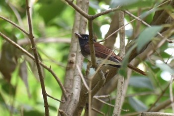 Black Paradise Flycatcher Unknown Spots Sat, 9/23/2017