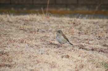 Pale Thrush 希望ヶ丘文化公園 Wed, 2/23/2022