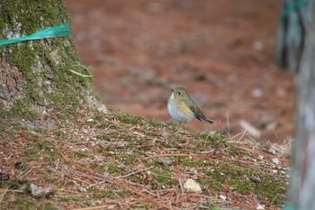 Red-flanked Bluetail 希望ヶ丘文化公園 Wed, 2/23/2022