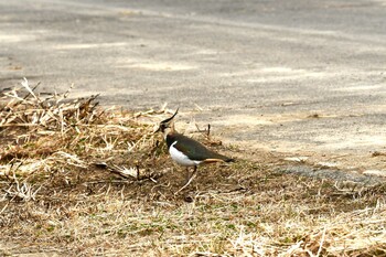 Northern Lapwing 越辺川(埼玉県川島町) Sat, 2/19/2022