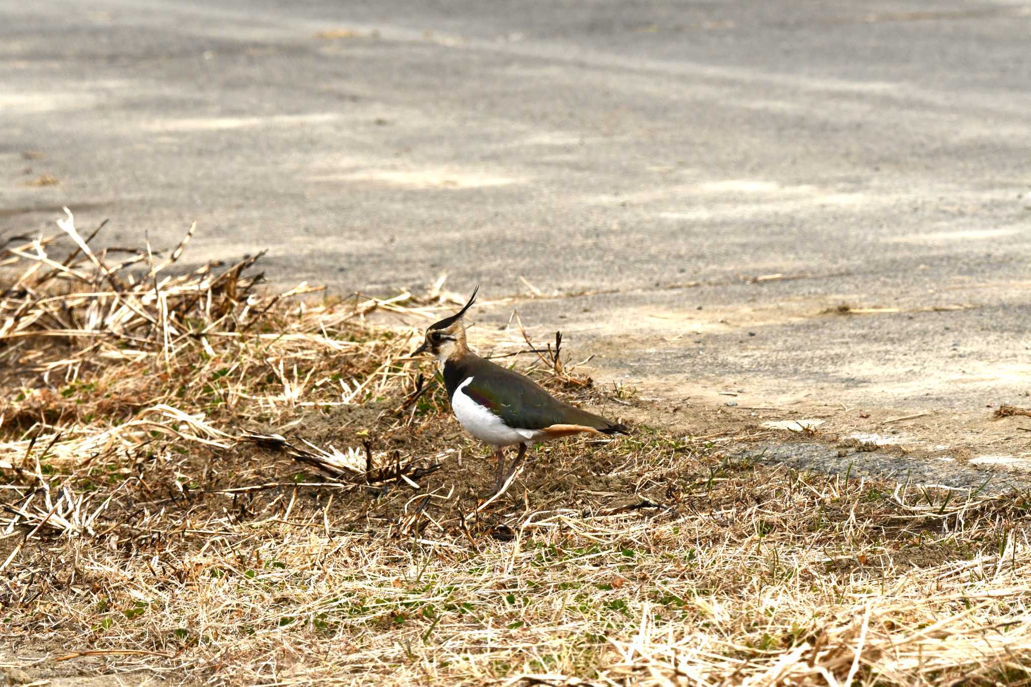 Northern Lapwing