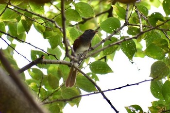 Black Paradise Flycatcher Unknown Spots Sat, 9/23/2017