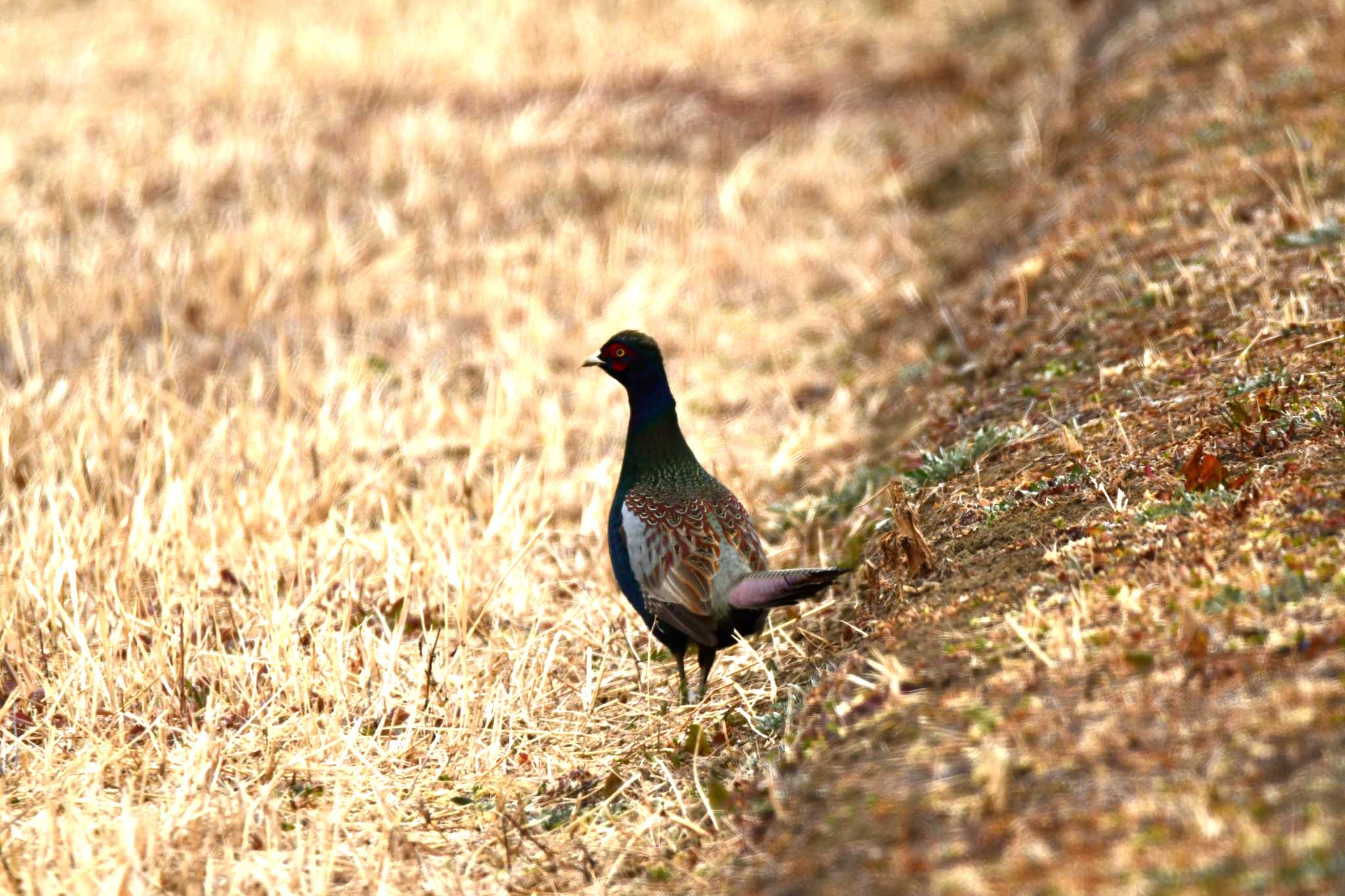 Green Pheasant