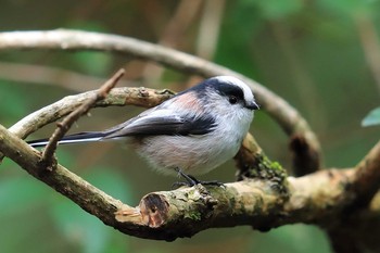 Long-tailed Tit