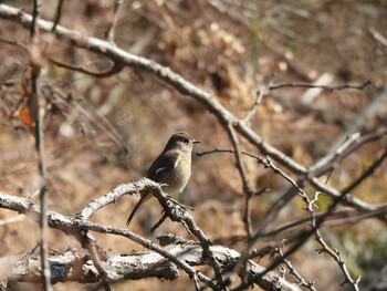 2022年2月11日(金) 大神公園(昭島市)の野鳥観察記録