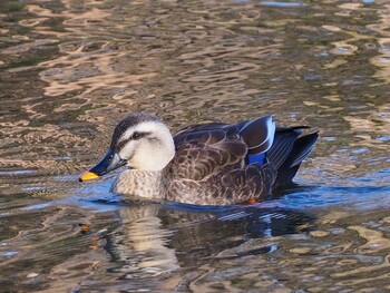 カルガモ 別所沼公園(埼玉県) 2022年2月23日(水)