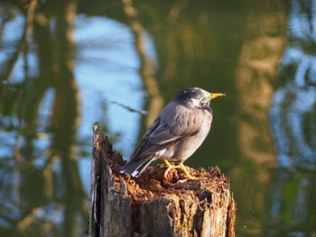 ムクドリ 別所沼公園(埼玉県) 2022年2月23日(水)