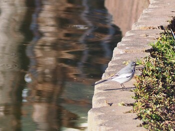 ハクセキレイ 別所沼公園(埼玉県) 2022年2月23日(水)