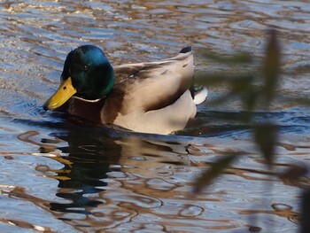 マガモ 別所沼公園(埼玉県) 2022年2月23日(水)