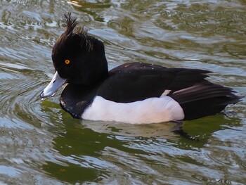 2022年2月23日(水) 別所沼公園(埼玉県)の野鳥観察記録