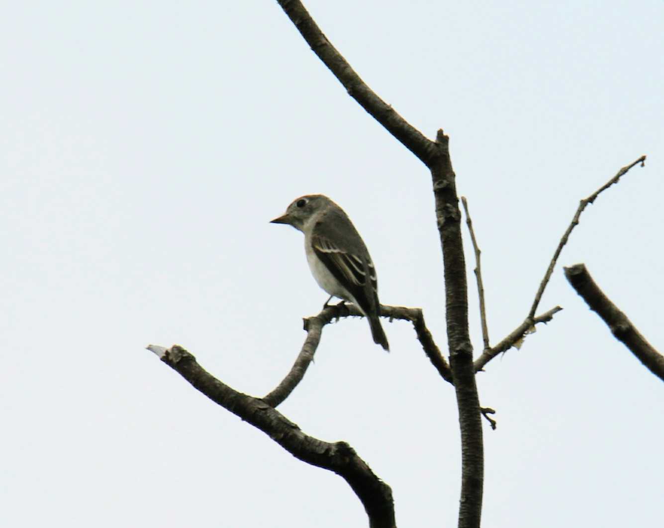 Photo of Asian Brown Flycatcher at 東京都 by はやぶさくん