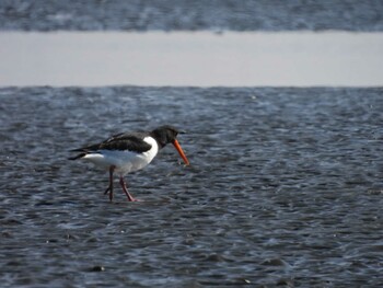 Eurasian Oystercatcher Sambanze Tideland Wed, 2/23/2022