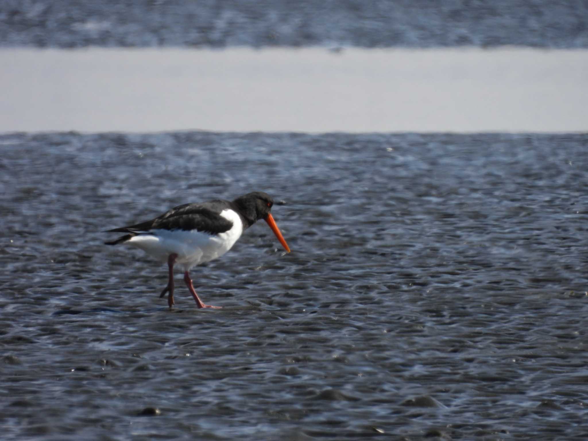 Eurasian Oystercatcher