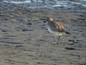 Grey Plover Sambanze Tideland Wed, 2/23/2022