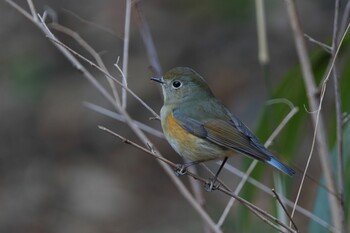 2022年2月23日(水) 座間谷戸山公園の野鳥観察記録