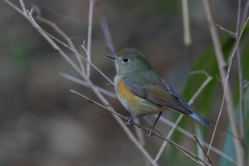 ルリビタキ 座間谷戸山公園 2022年2月23日(水)